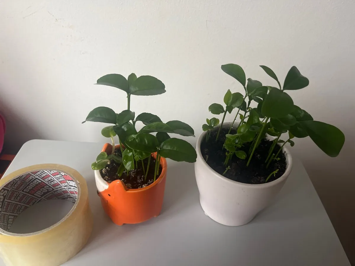 Two lemon plants - Image 4