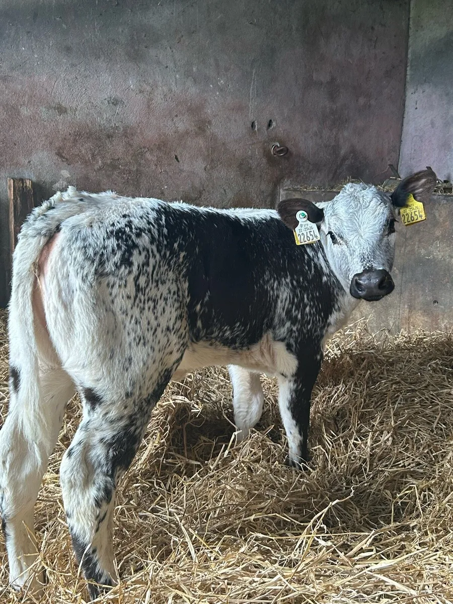 Smashing Cow Maker - Image 1