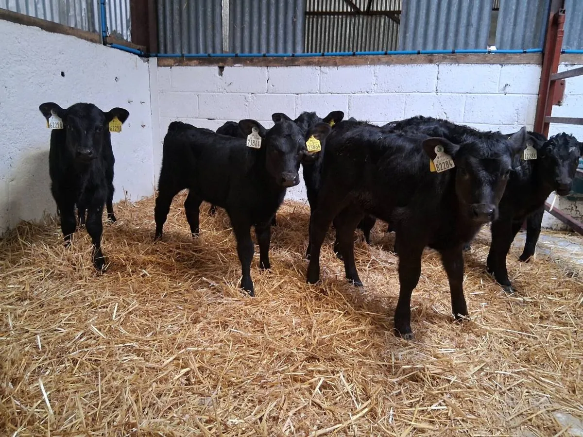 8 ANGUS HEIFER CAVLES - Image 1