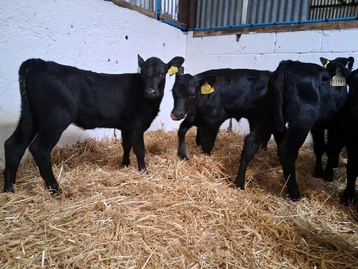 8 ANGUS HEIFER CAVLES - Image 3