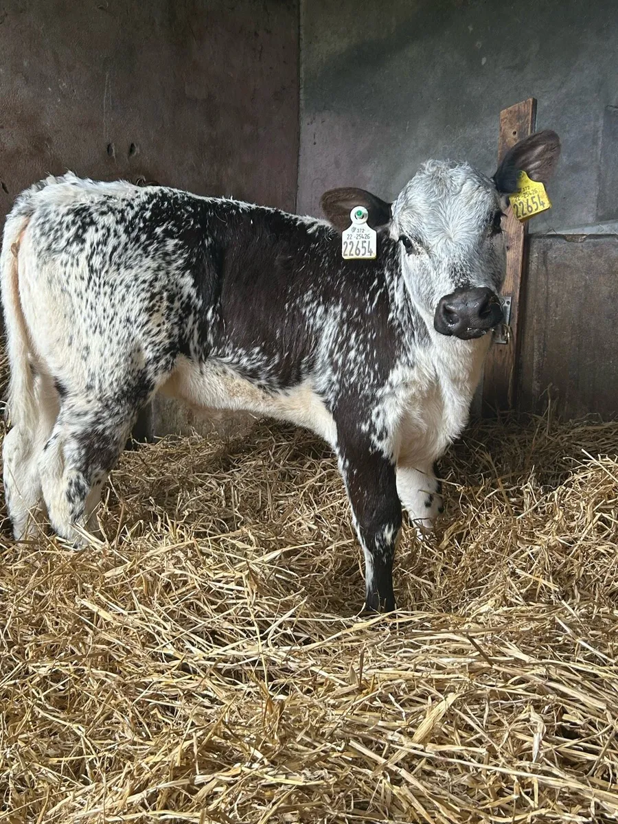 Smashing Cow Maker - Image 2