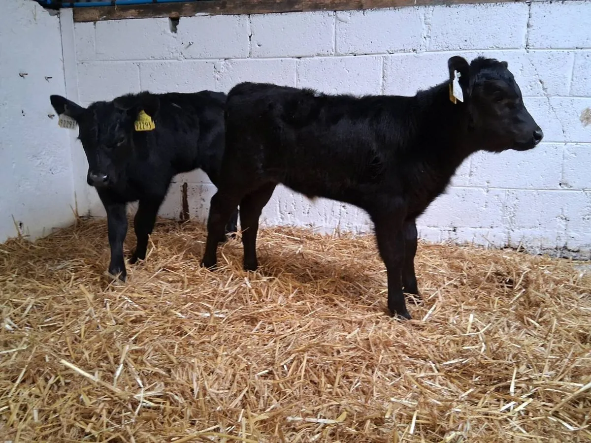 8 ANGUS HEIFER CAVLES - Image 4