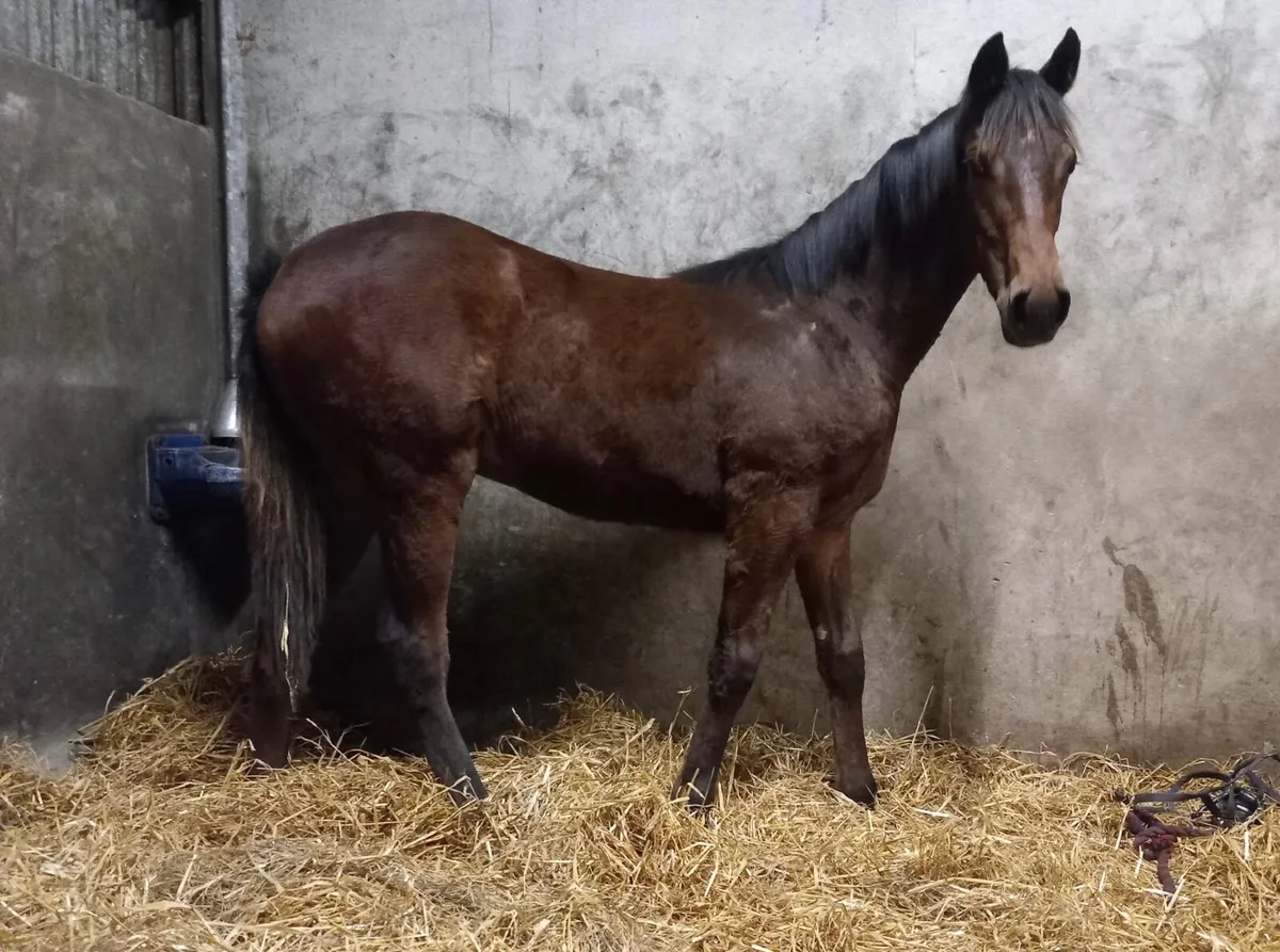 NH Broodmare & Foal for sale - Image 4