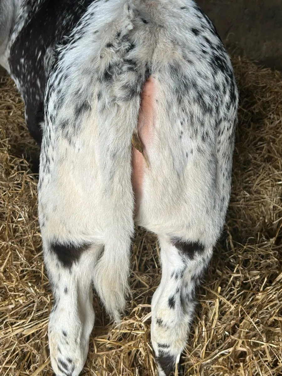 Smashing Cow Maker - Image 3