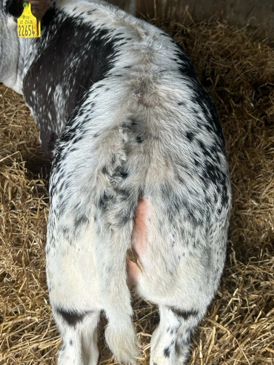 Smashing Cow Maker - Image 4