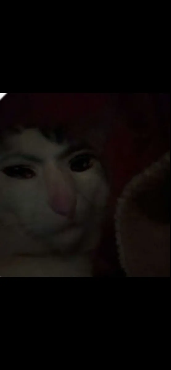 Unique Loving Cat - Zeemo - Image 1