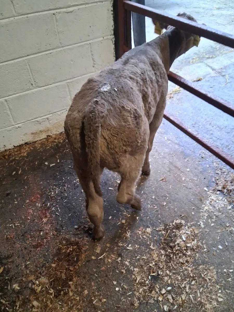 CHAROLAIS HEIFER CAVLES - Image 2