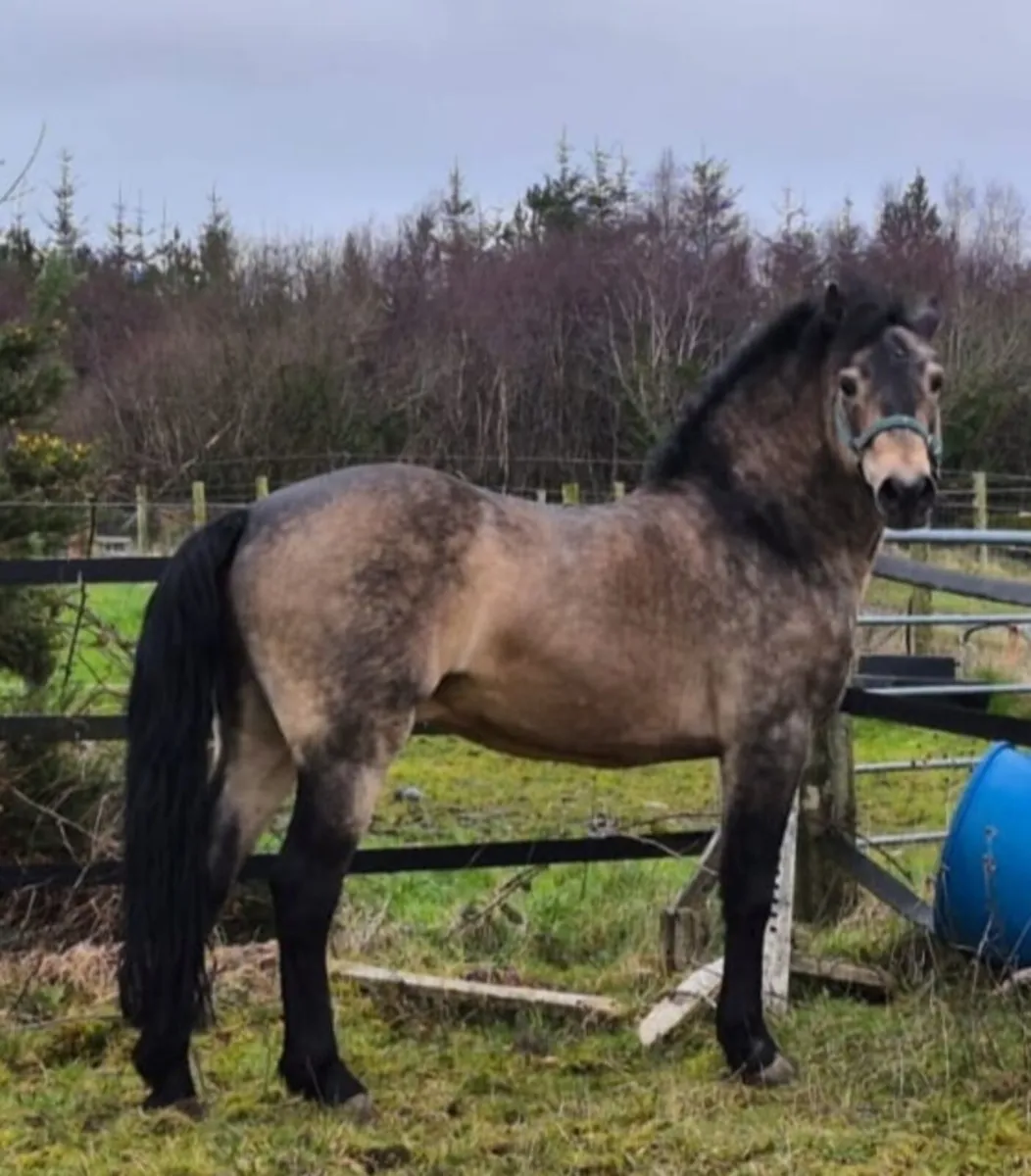 Cl 1 Grade A SJ Connemara Stallion for Stud 2026 - Image 2