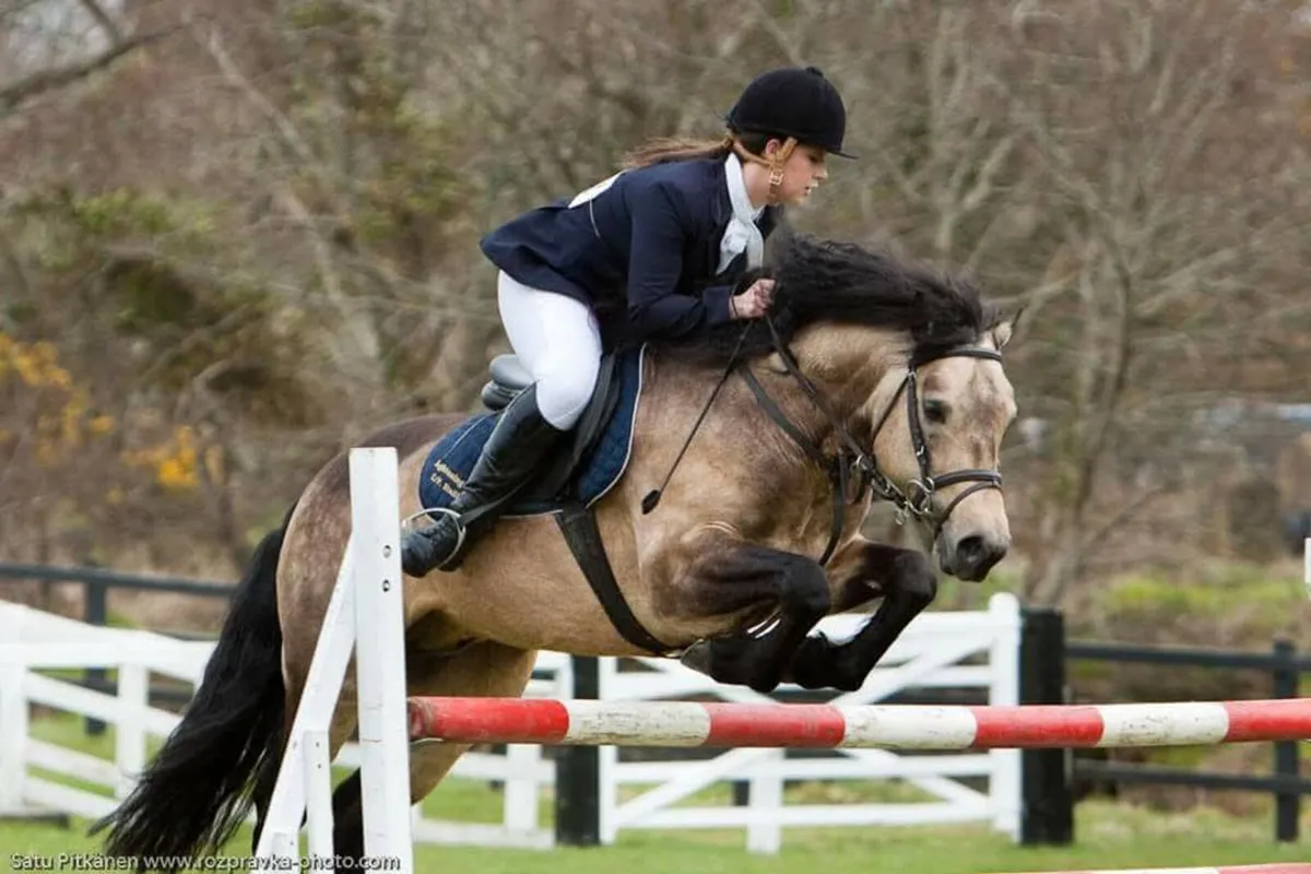 Cl 1 Grade A SJ Connemara Stallion for Stud 2026 - Image 1