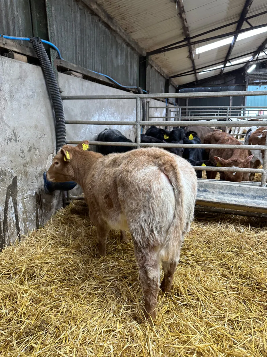 Roaned Charolais heifer - Image 4