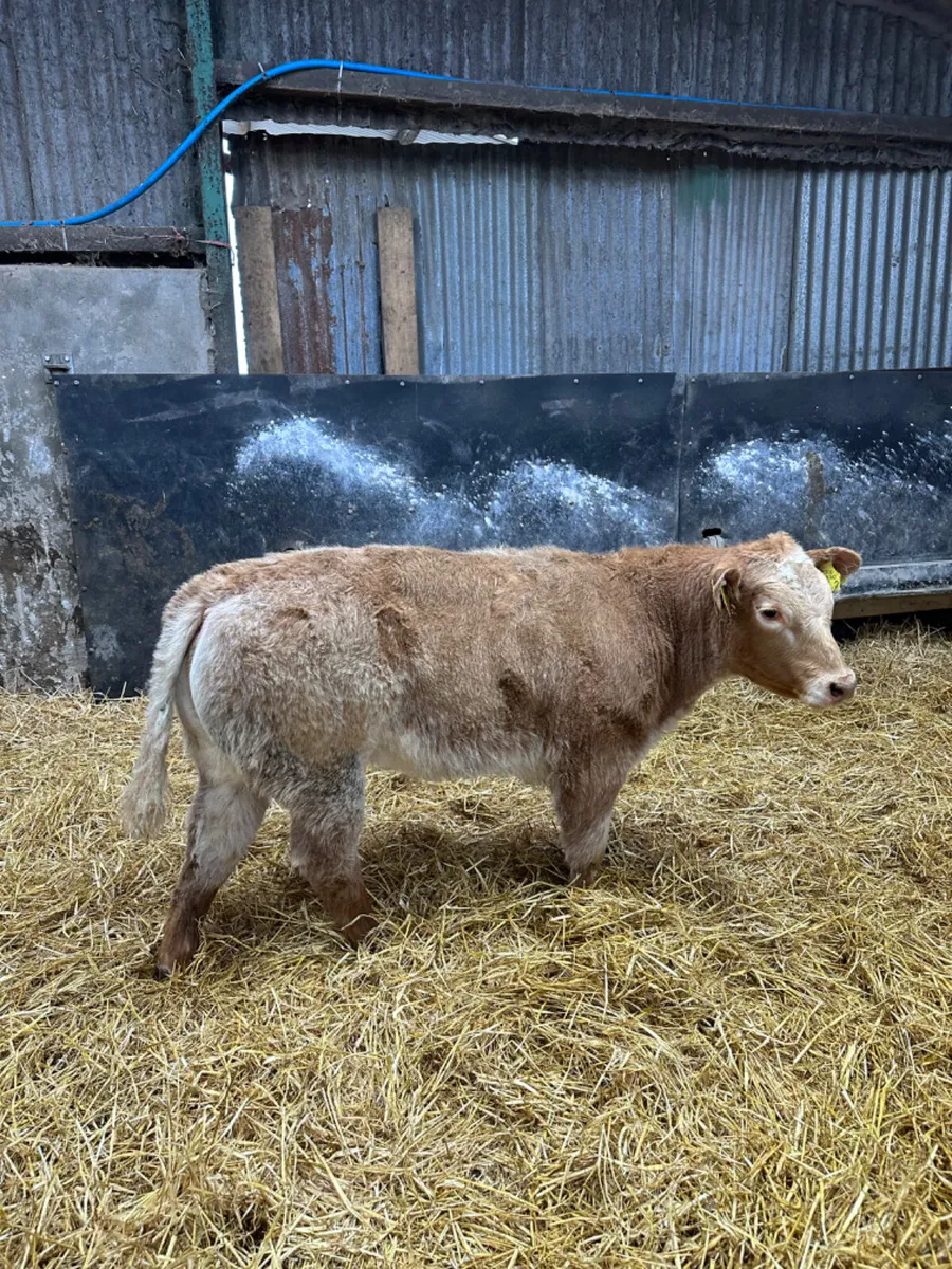 Roaned Charolais heifer - Image 2