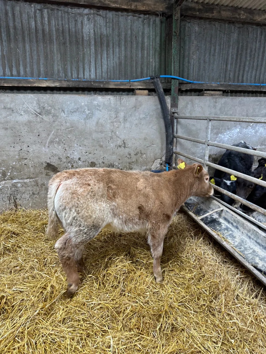 Roaned Charolais heifer - Image 3