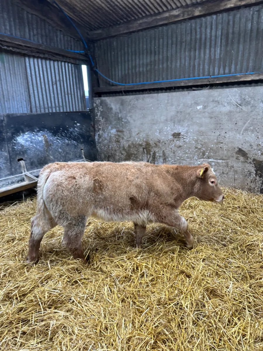 Roaned Charolais heifer - Image 1