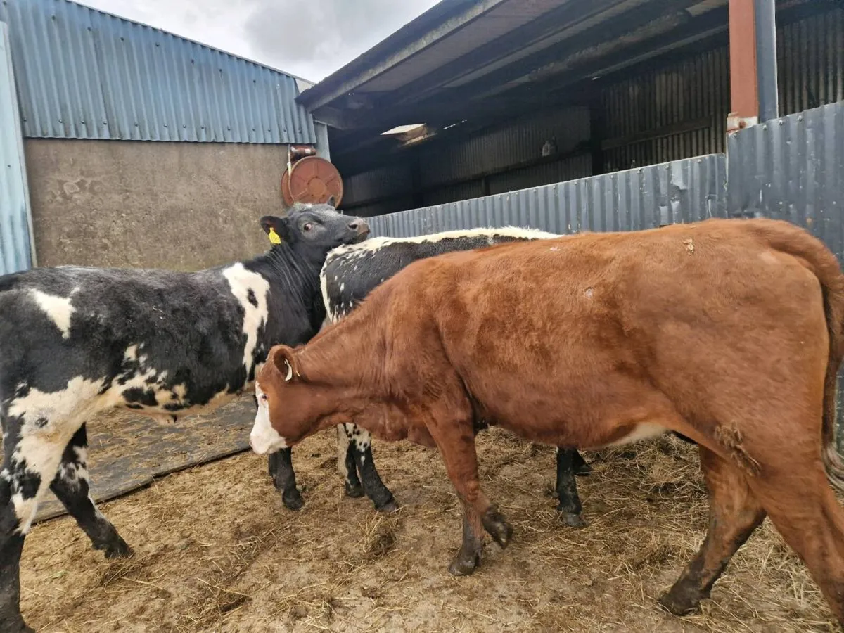 3 Rags for Grass - Image 2