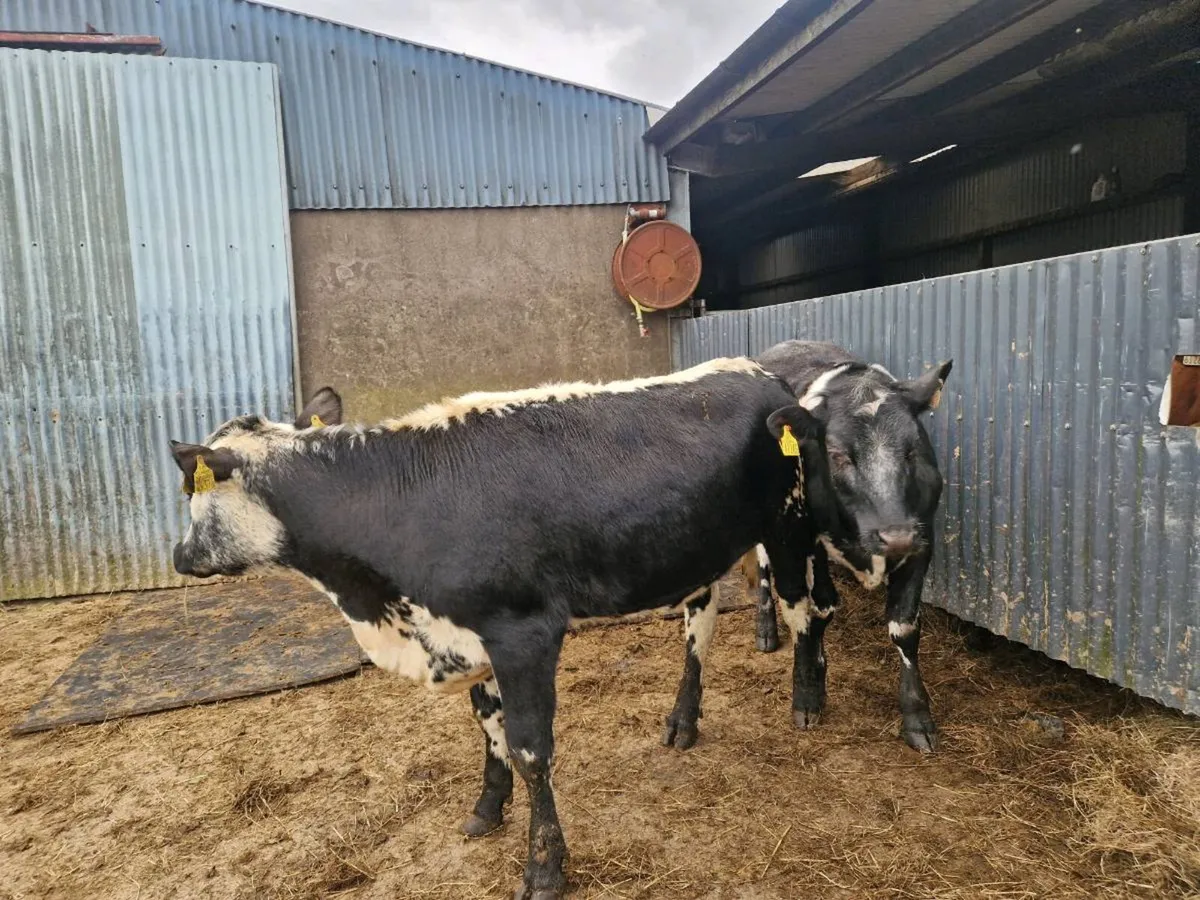 3 Rags for Grass - Image 3