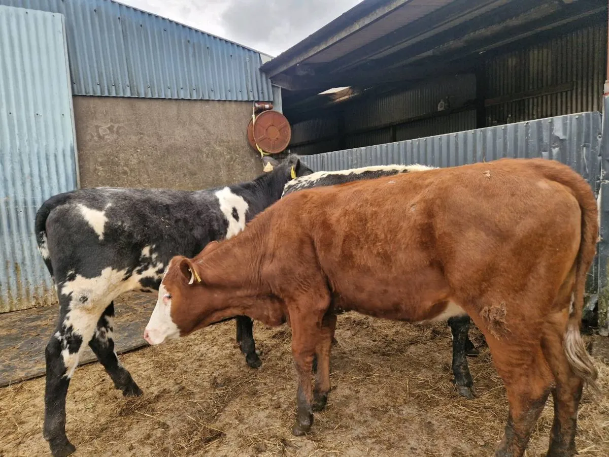 3 Rags for Grass - Image 1