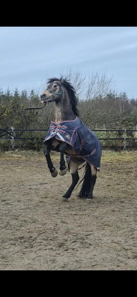 Cl 1 Grade A SJ Connemara Stallion for Stud 2026 - Image 3