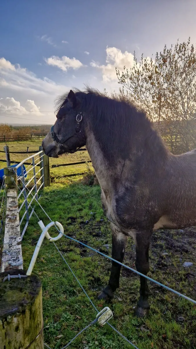 Cl 1 Grade A SJ Connemara Stallion for Stud 2026 - Image 4