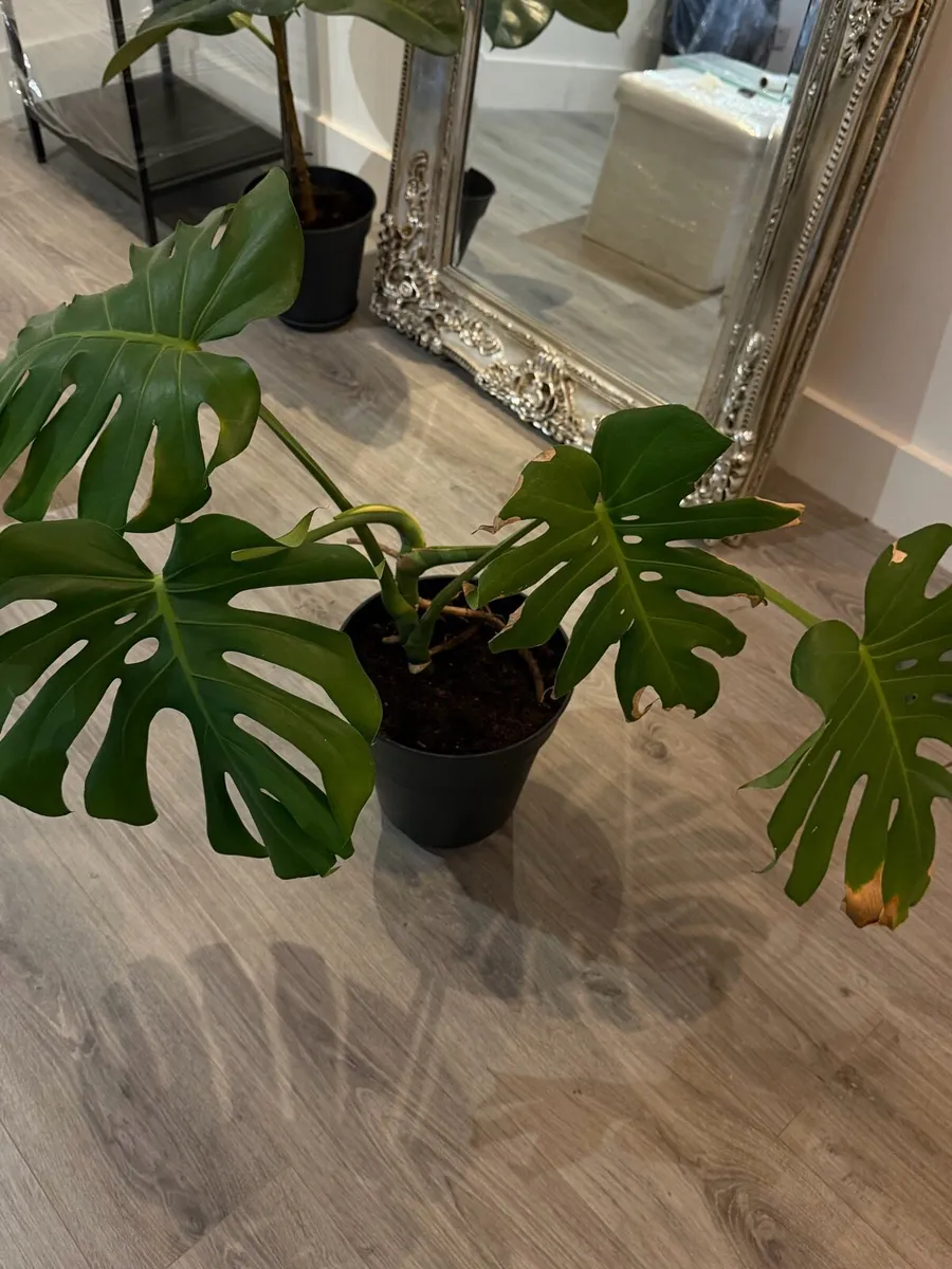 Monstera plant - Image 1