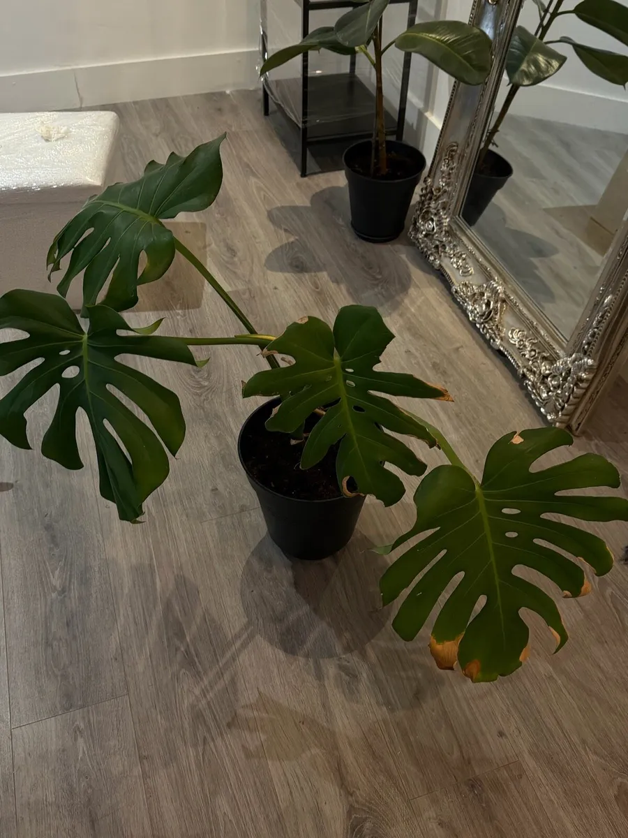 Monstera plant - Image 2