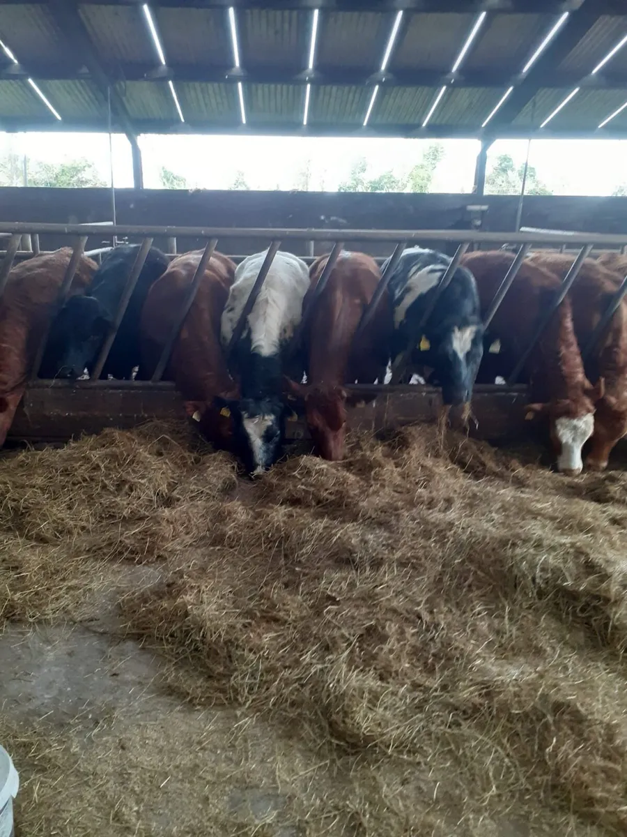 Breeding Heifers - Image 2
