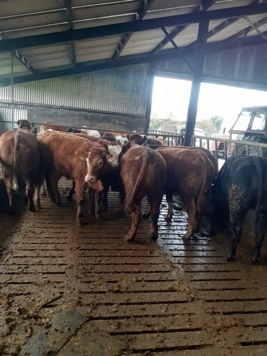 Breeding Heifers - Image 3