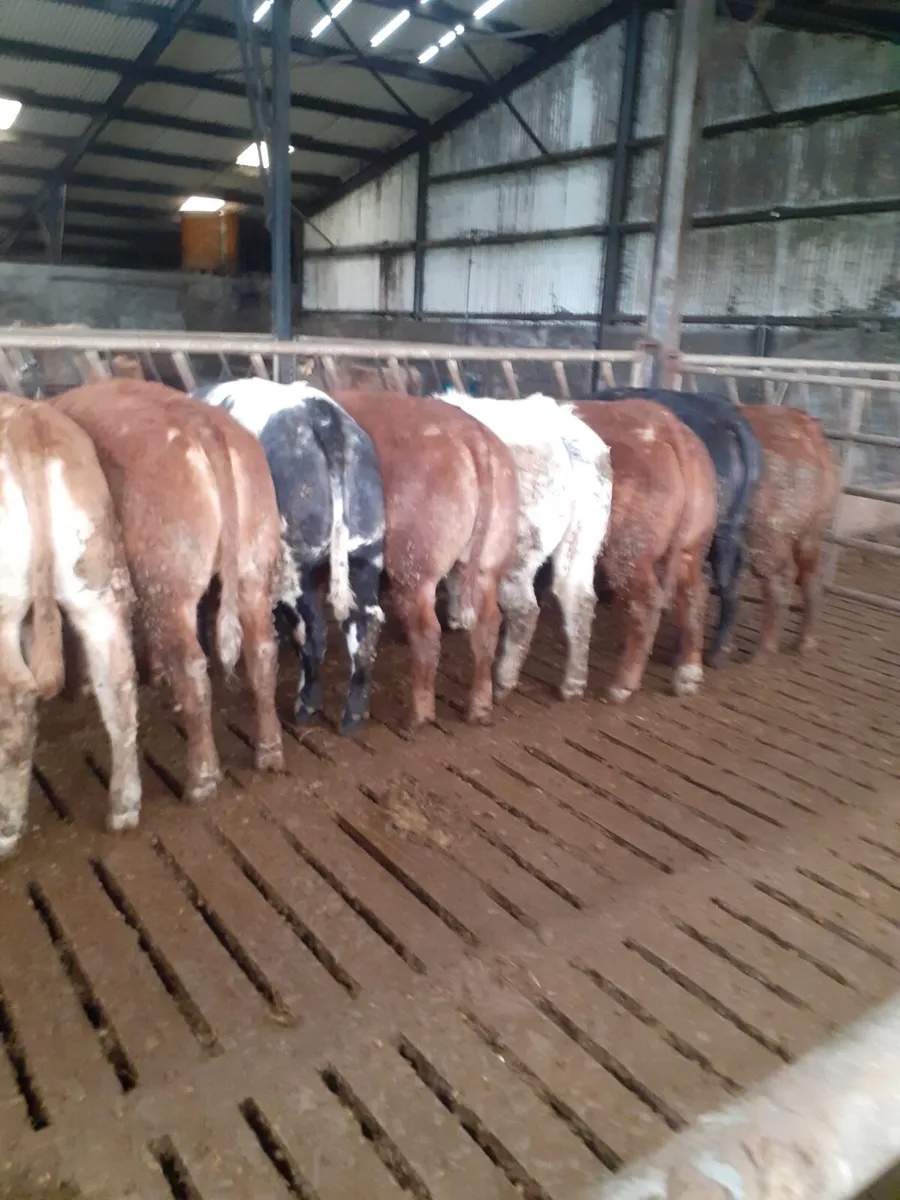 Breeding Heifers - Image 1