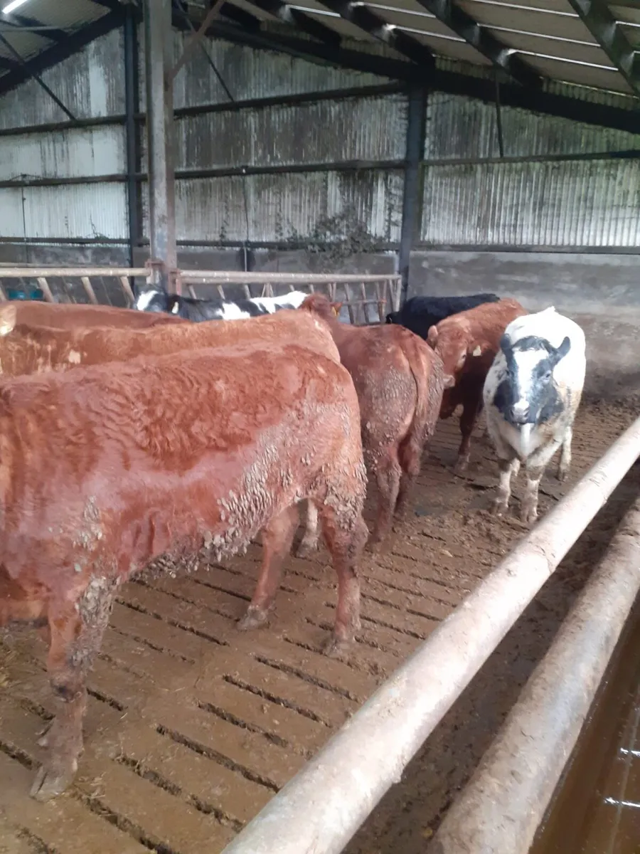 Breeding Heifers - Image 4