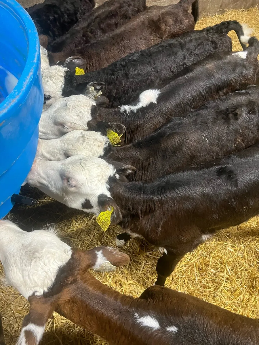 Strong Bl WH heifer calfs for sale - Image 1