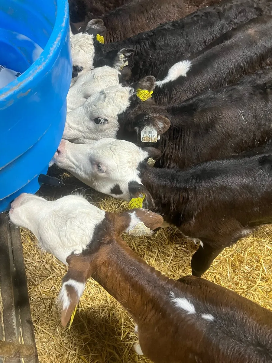 Strong Bl WH heifer calfs for sale - Image 4