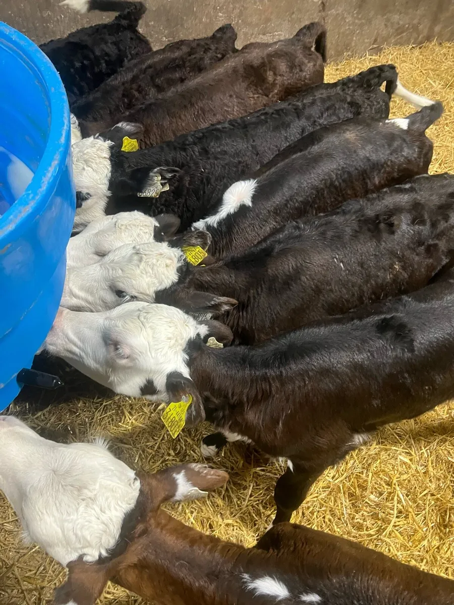 Strong Bl WH heifer calfs for sale - Image 2