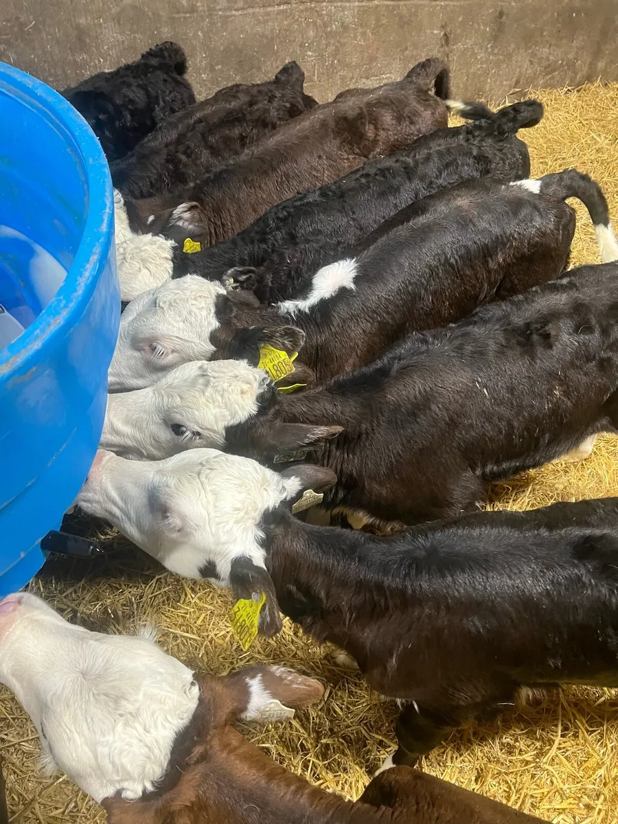 Strong Bl WH heifer calfs for sale - Image 3