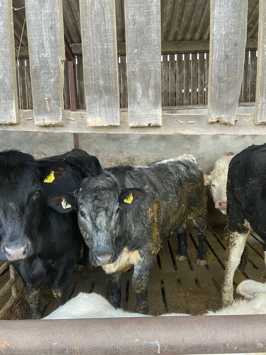 Factory fit bullocks for Tullamore mart 2nd April - Image 3