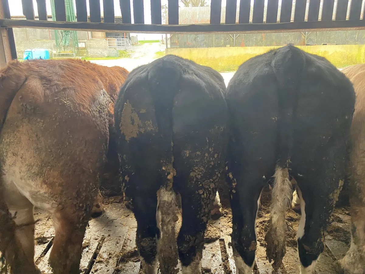 Factory fit bullocks for Tullamore mart 2nd April - Image 4