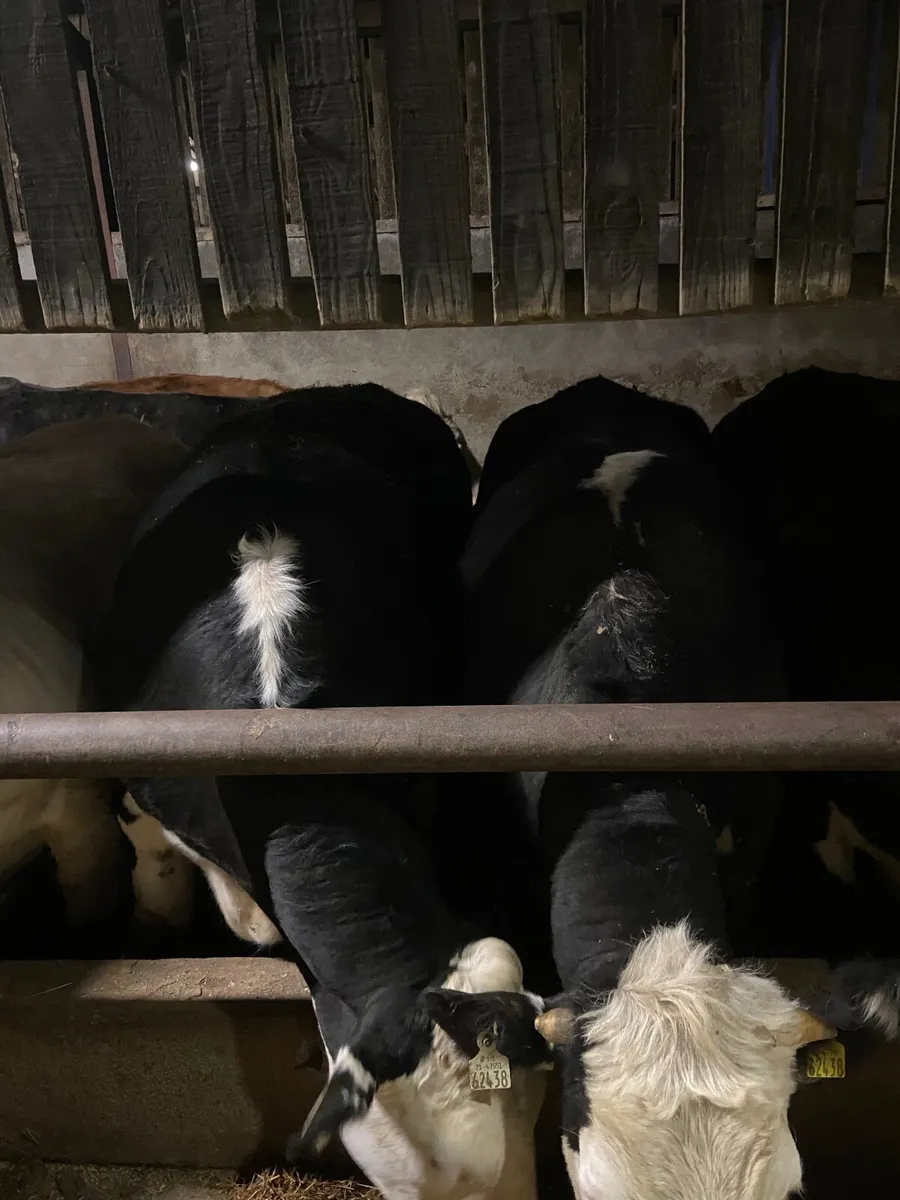 Factory fit bullocks for Tullamore mart 2nd April - Image 2