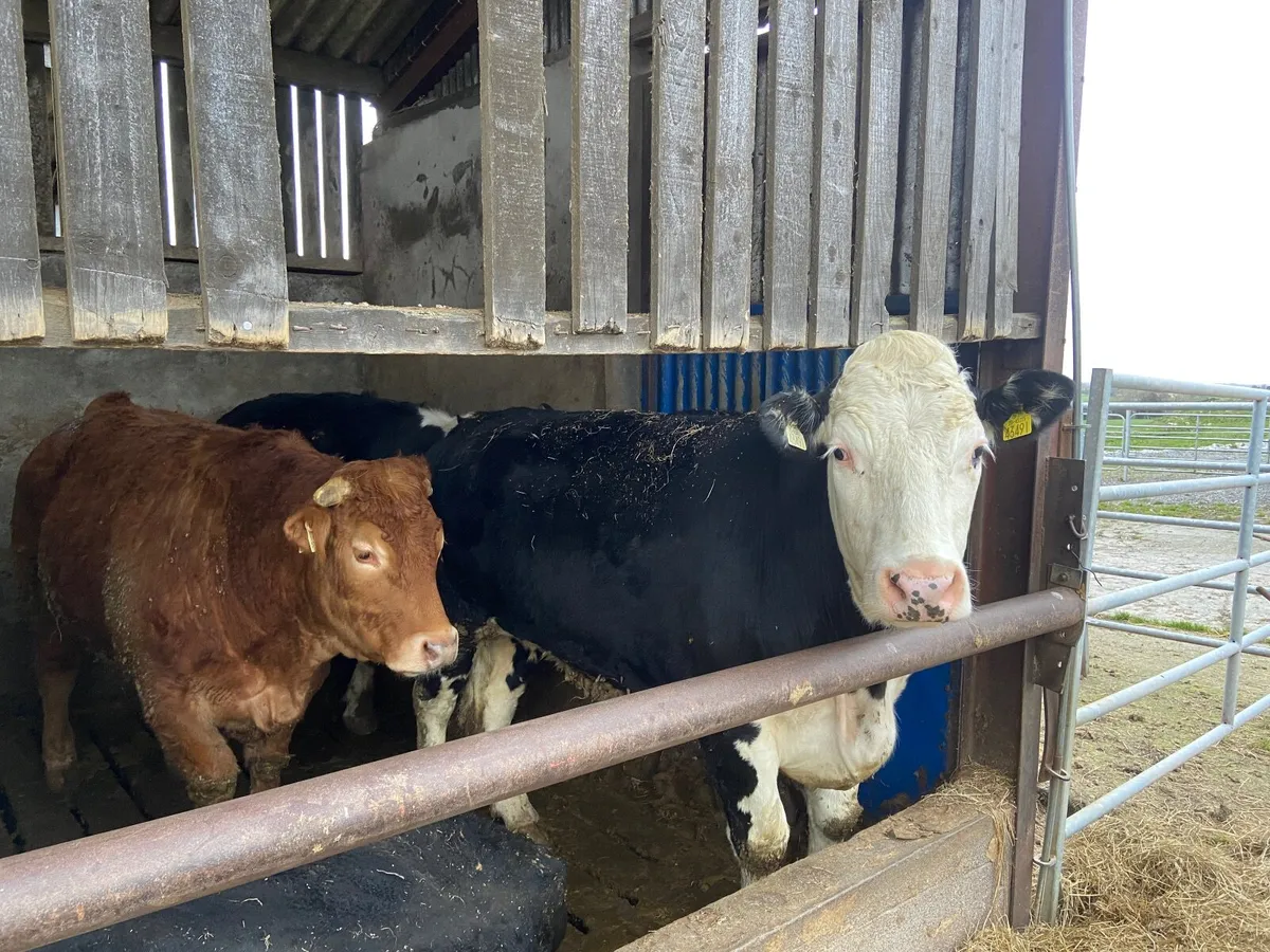 Factory fit bullocks for Tullamore mart 2nd April - Image 1