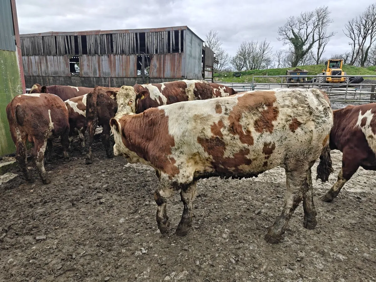 Fleckvieh Bulls - Image 3