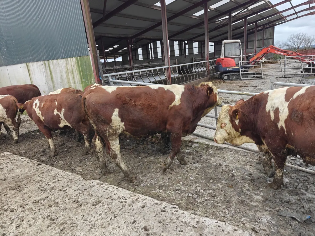 Fleckvieh Bulls - Image 1