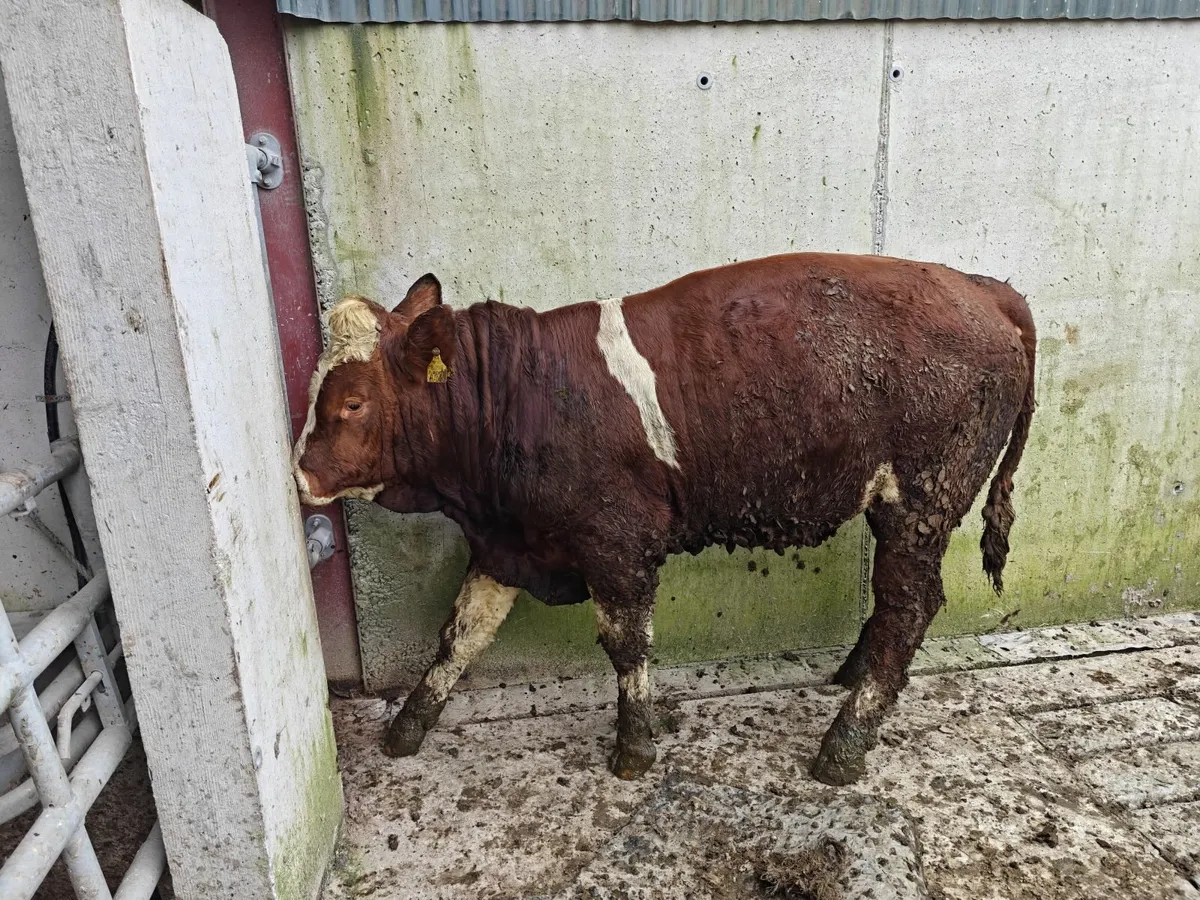 Fleckvieh Bulls - Image 2