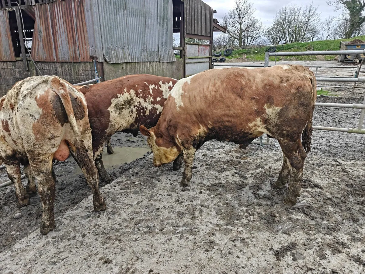 Fleckvieh Bulls - Image 4