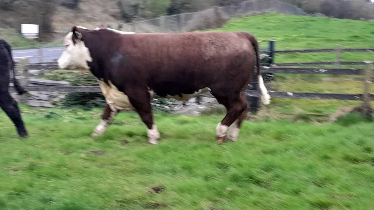 Hereford Bull  carrigallen mart Easter Monday - Image 2