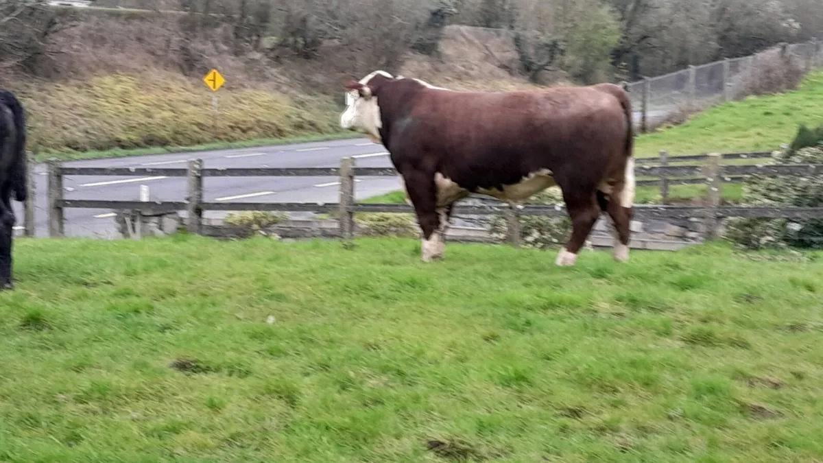 Hereford Bull  carrigallen mart Easter Monday - Image 3