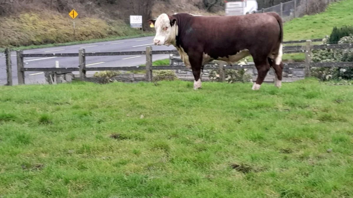 Hereford Bull  carrigallen mart Easter Monday - Image 4