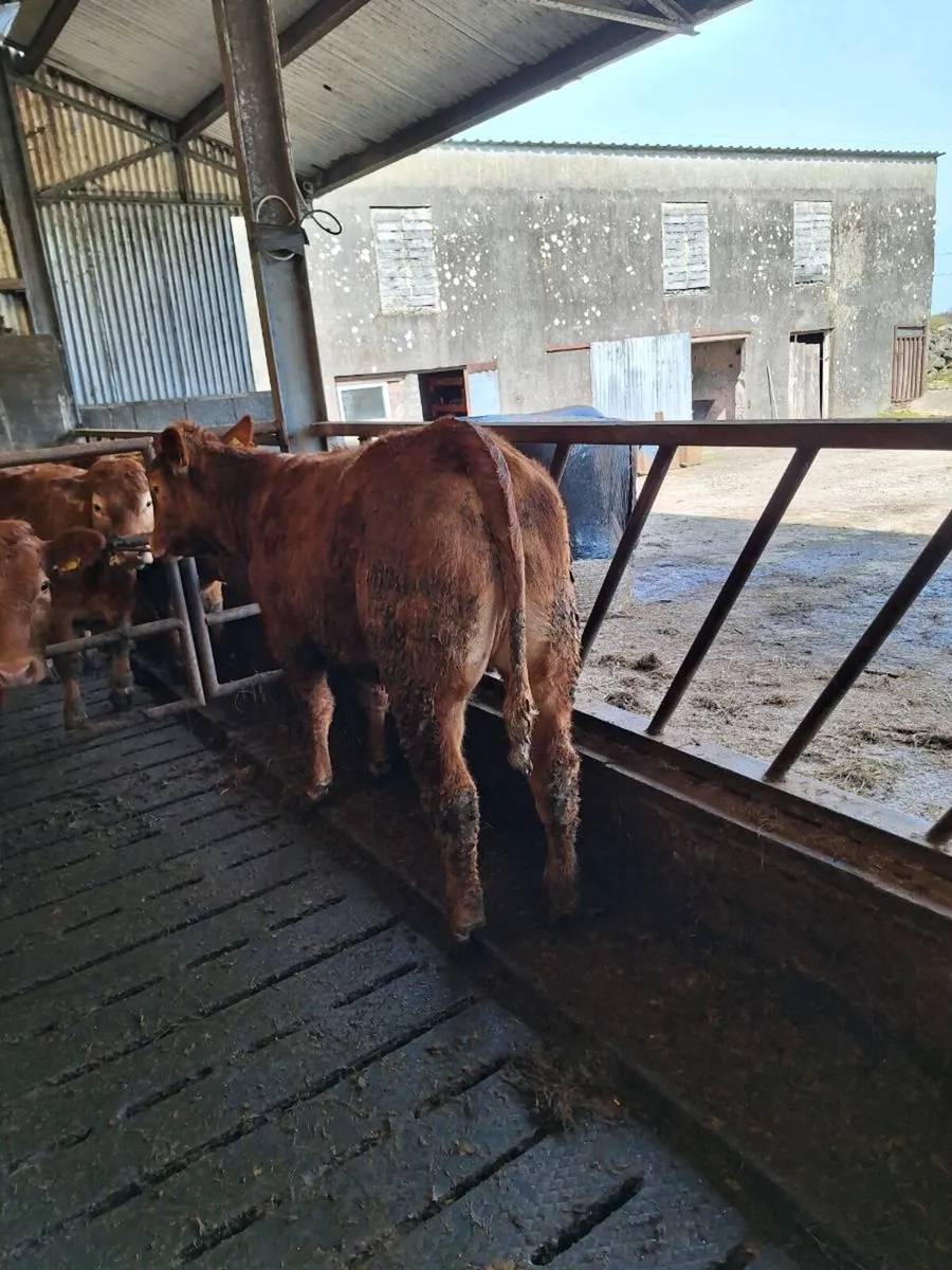 Lim heffirs - Image 1