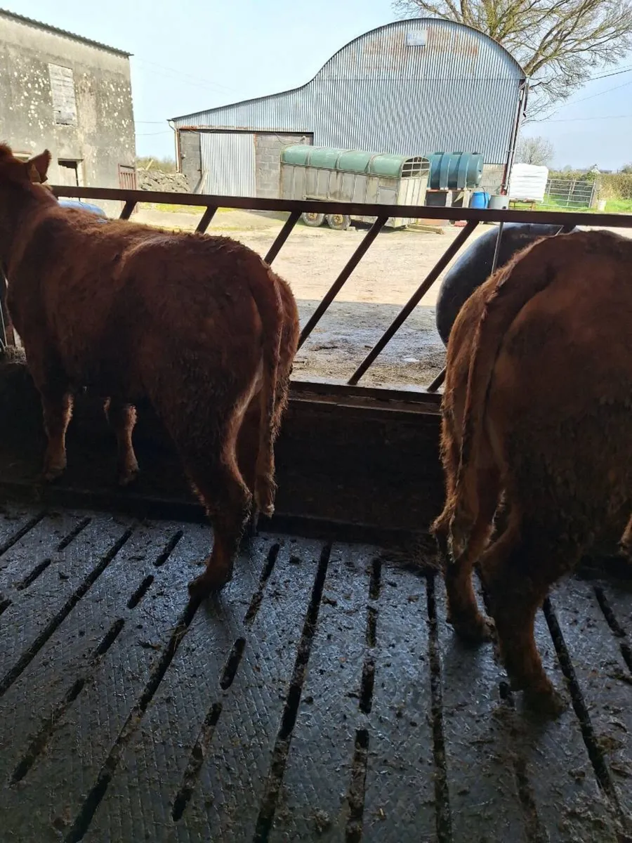 Lim heffirs - Image 2