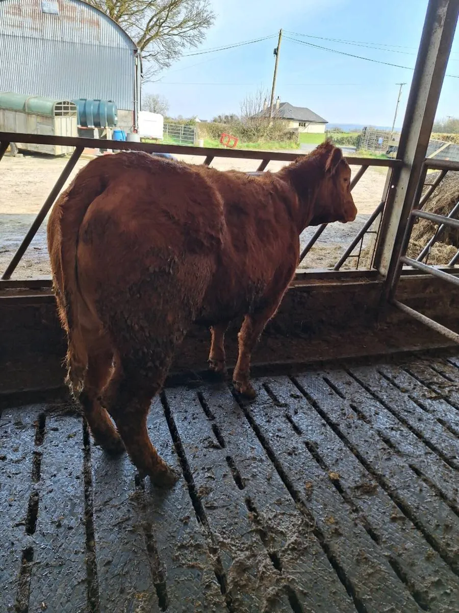 Lim heffirs - Image 3