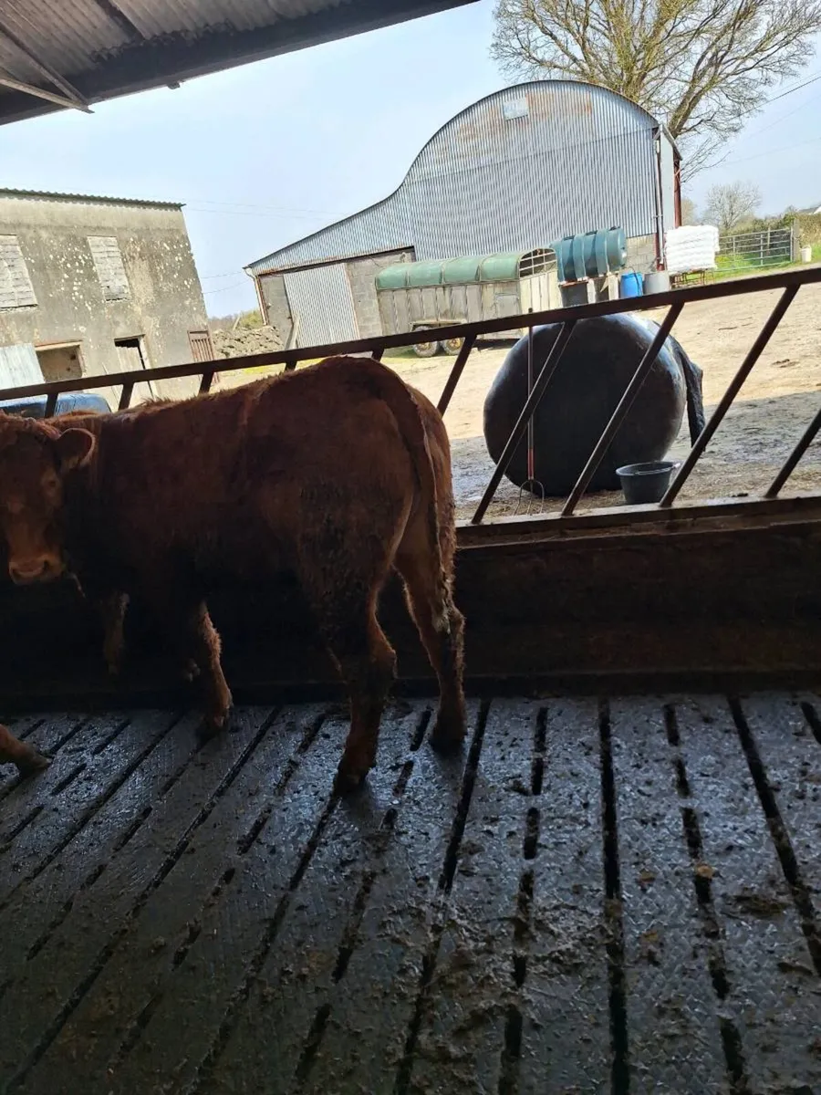 Lim heffirs - Image 4