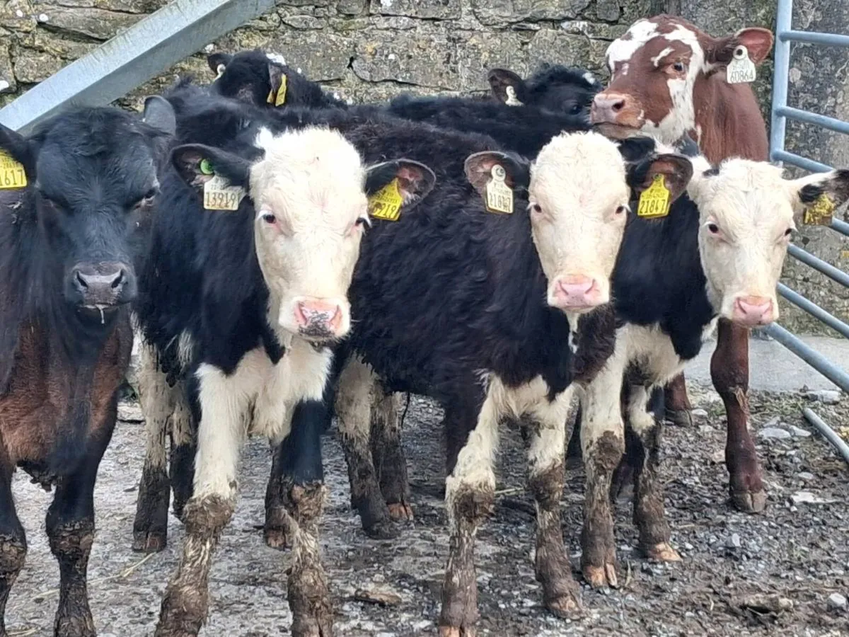 7 Reared Bull Calves - Image 2