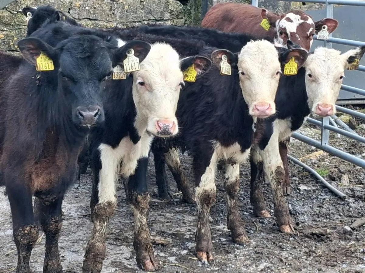 7 Reared Bull Calves - Image 1