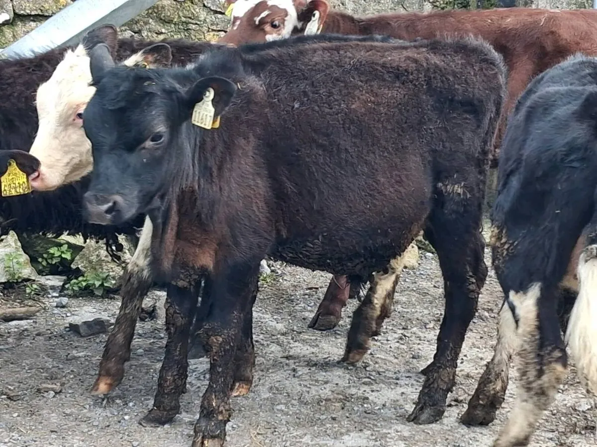 7 Reared Bull Calves - Image 3